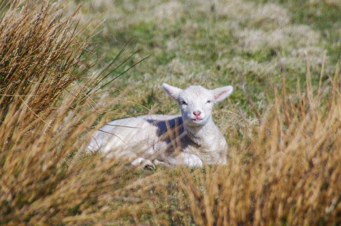 Ostern Sylt