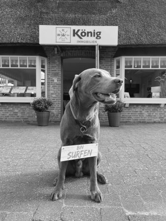 Tierische Teammitglieder - Lucky