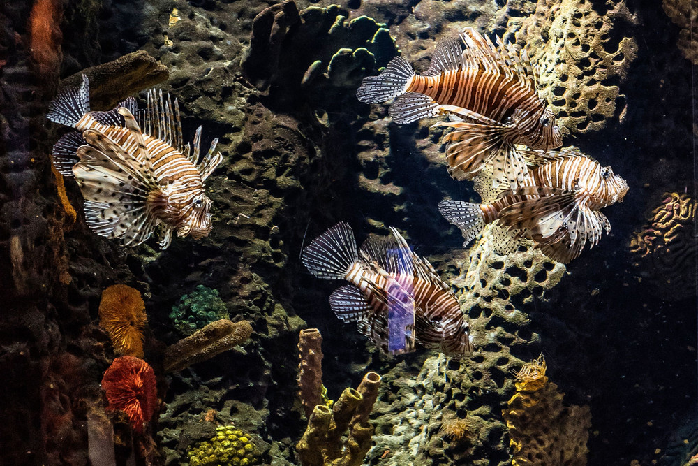 Aquarium