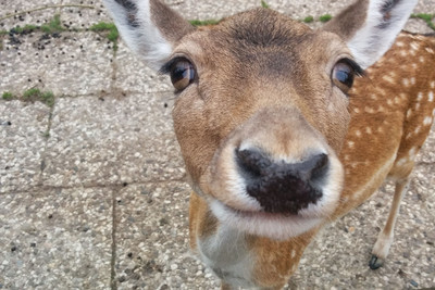 Tierpark Sylt