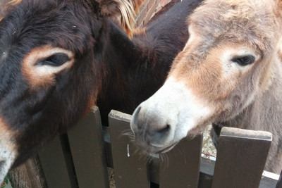 Tierpark