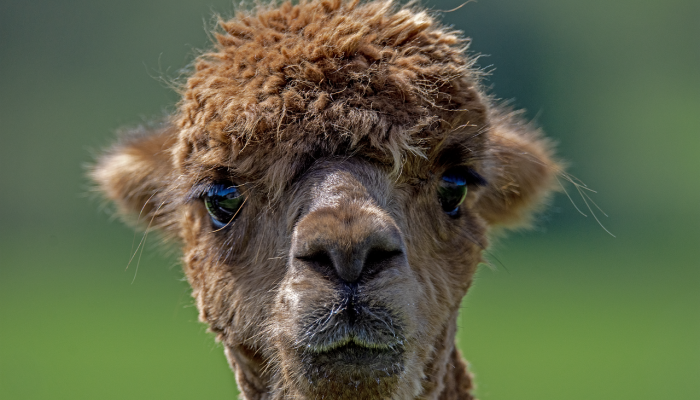 Tierpark Tinnum - Alpaka