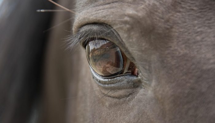 horse-4412940_1920