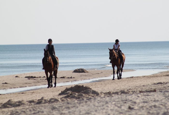 horses-325219_1920