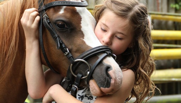 pony-2595144_1280